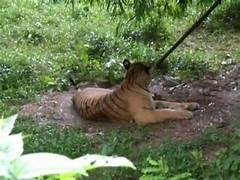 Trishna Wildlife Adventure Tour